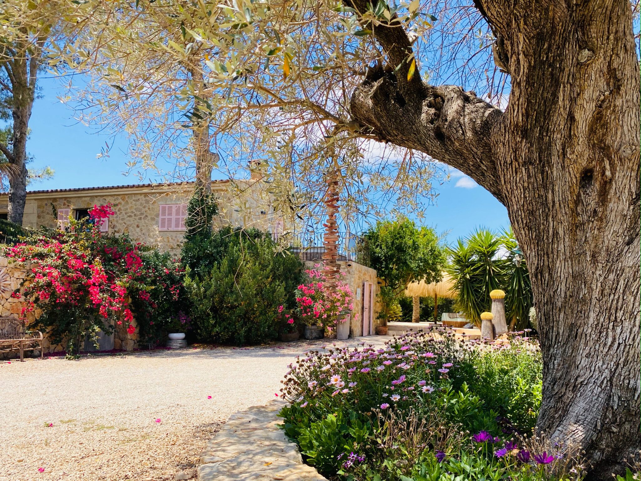 finca shooting location mallorca olive tree